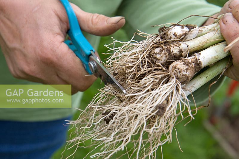 Cutting roots of bare root leek plants before planting