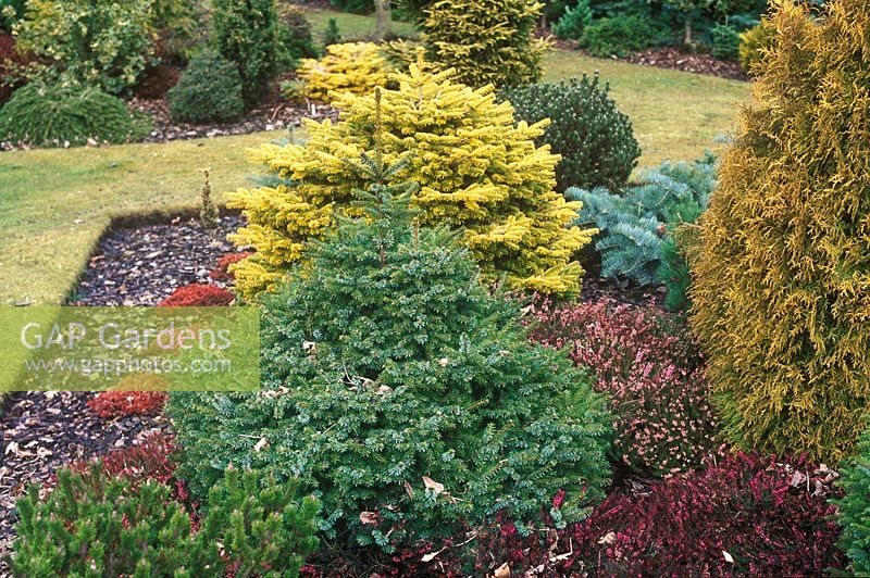 Picea omorika 'Nana', Dwarf Serbian Spruce with Abies nordmanniana 'Golden Spreader' and other conifers in border in March