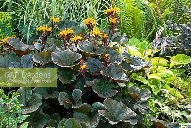 Ligularia dentata 'Britt-Marie Crawford' surrounded by other plants 