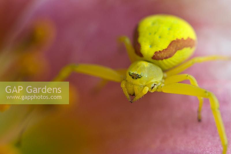 Misumena vatia - Goldenrod crab spider on a daylily bloom