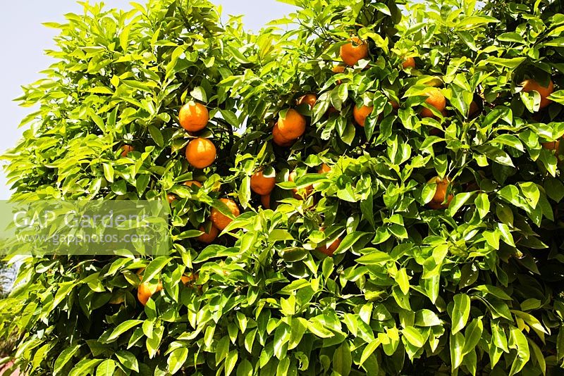 Citrus sinensis - Orange trees in the Gardens of Koutubia, Marrakech