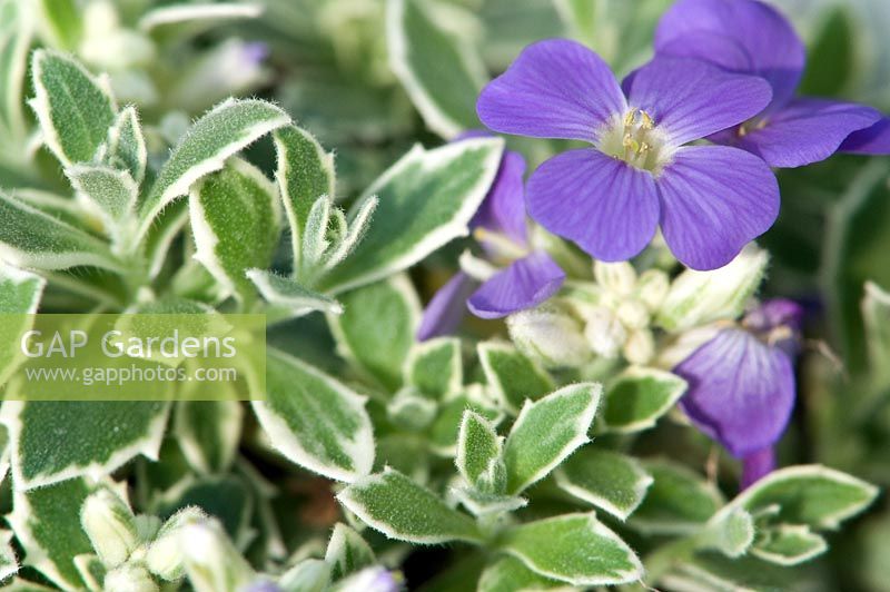 Aubretia with variegated leaves