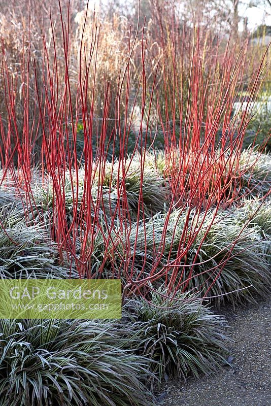 Cornus alba 'Sibirica' underplanted with Carex morrowii 'Fisher's Form' in Winter in the Sir Harold Hillier Gardens.