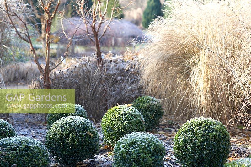 Frosted box balls with grasses, Acer griseum and seedheads. Contrast of evergreen and deciduous plants - Winter bed at the Sir Harold Hillier Gardens 