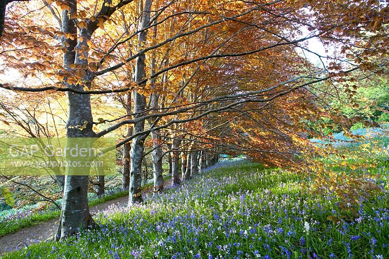 Fagus sylvatica Atropurpurea - Avenue of copper beech trees and bluebells. Spring morning at Cloudehill gardens, Olinda, Victoria, Australia. Arts and crafts style garden, owned and created by Jeremy Francis.