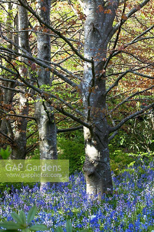 Fagus sylvatica 'Atropurpurea' - Copper beech trees and bluebells. Spring morning at Cloudehill gardens, Olinda, Victoria, Australia. Arts and crafts style garden, owned and created by Jeremy Francis.