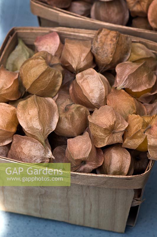 Physalis pruinosa - Harvested ground cherries once they have fallen from the plants. They should be eaten when they are fully ripe and have turned from green to yellow.