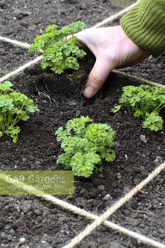Man planting parsley in beds designed for square foot gardening 