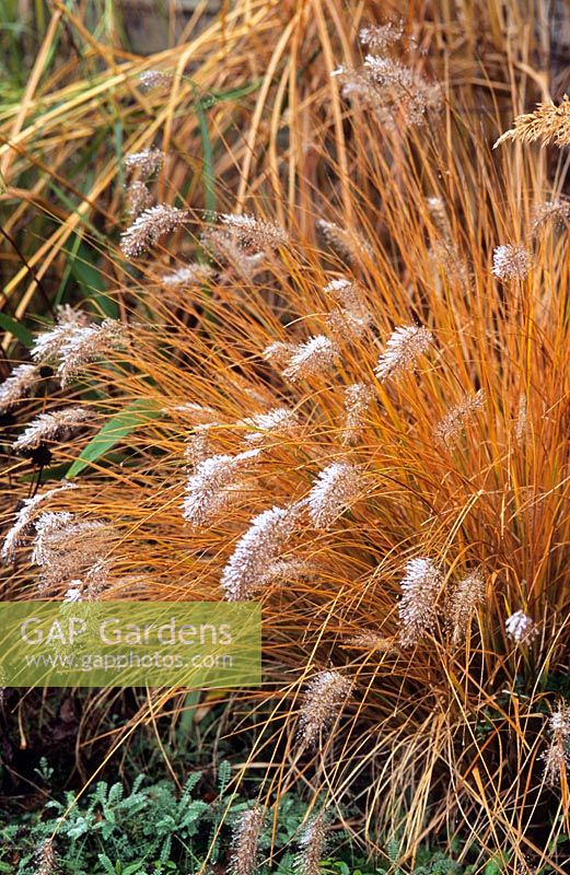 Pennisetum alopecuroides 'Hameln' with frost