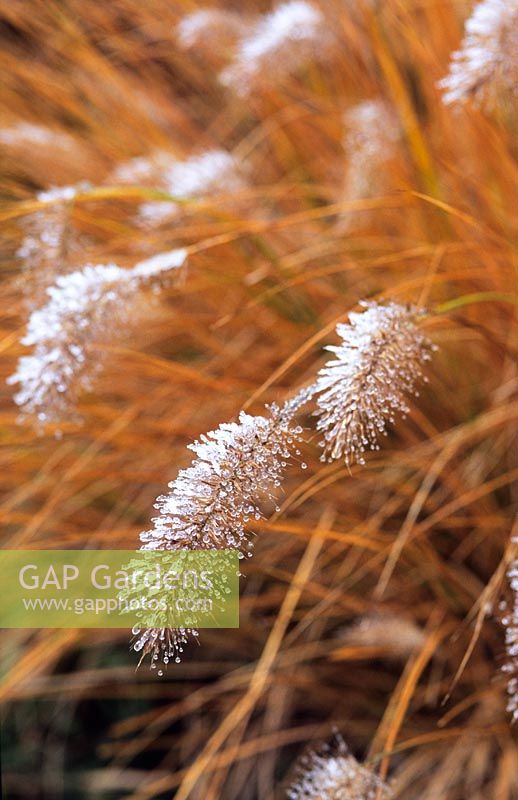 Pennisetum alopecuroides 'Hameln' with frost