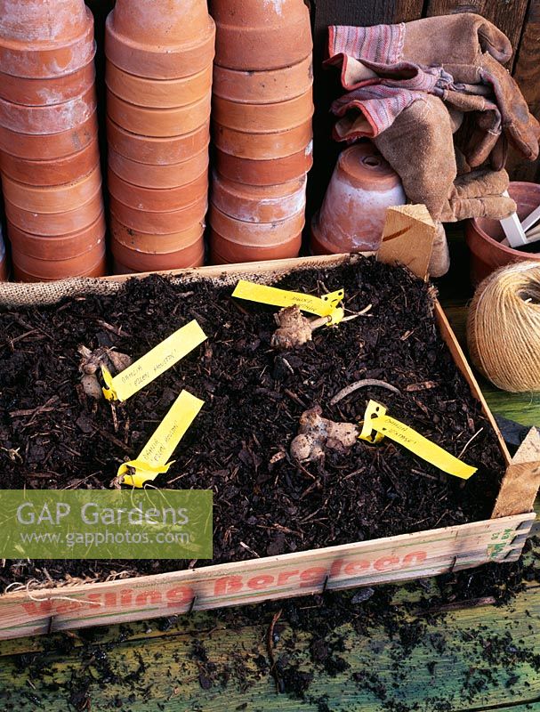 Overwintering Dahlia tubers in tray of bark - Individual named tubers are labelled with tags