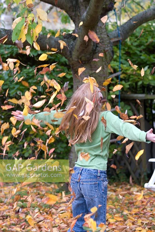 Girl throwing autumn leaves of Prunus - cherry in October 