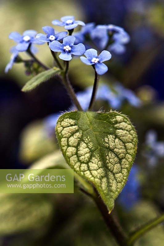 Brunnera 'Jack Frost' - Perennial forget-me-not