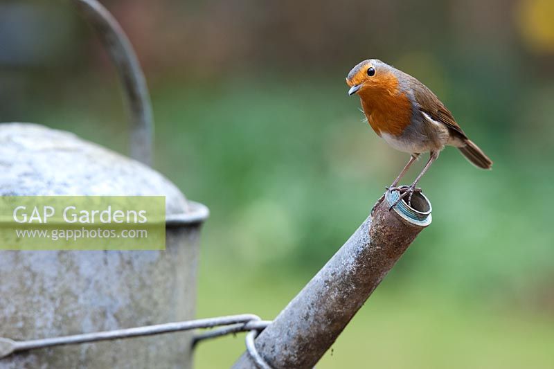 Erithacus Rubecula - Robin perched on an old metal watering can spout