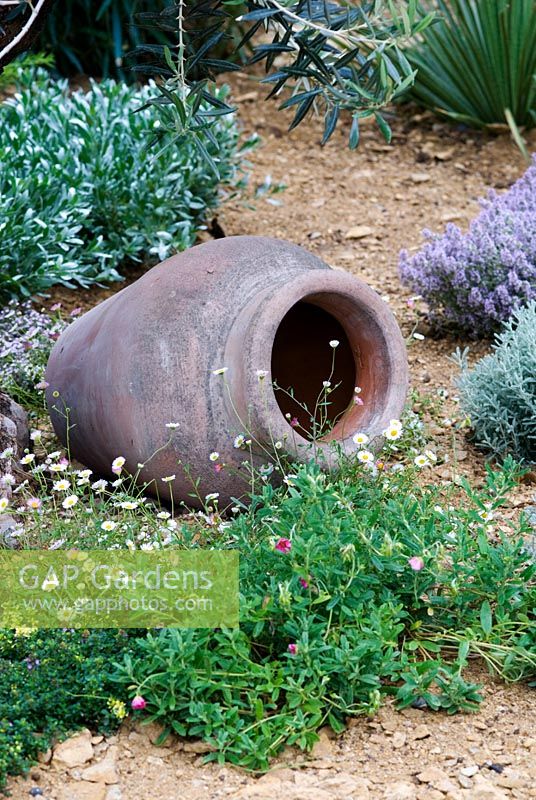 Terracotta pot surrounded by planting of herbs and Erigeron karvinskianus - Dorset Water Lily Garden - RHS Hampton Court Flower Show