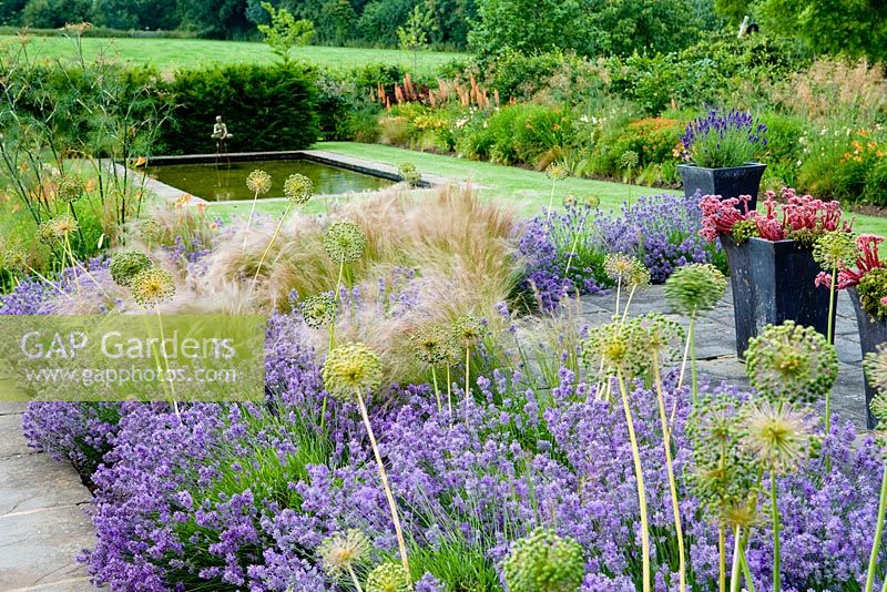 Nepeta 'Six Hills Giant', Stipa tennuissima and Allium seedheads in modern country garden - Holt Farm, Somerset 