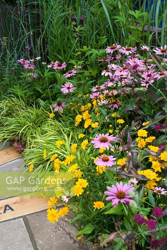Mixed border with Echinacea, Coreopsis and grasses in the Hope The Way Forward Garden - Hampton Court Flower Show 2008