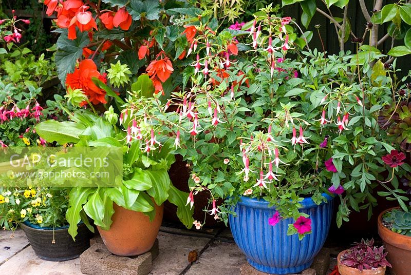 Selection of pots including Fuchsia 'Checkerboard' in blue glazed container