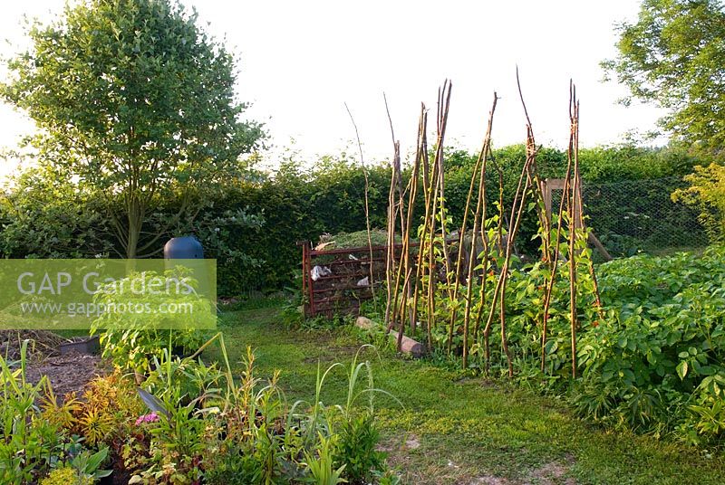 Vegetable garden with runner beans growing up homemade supports