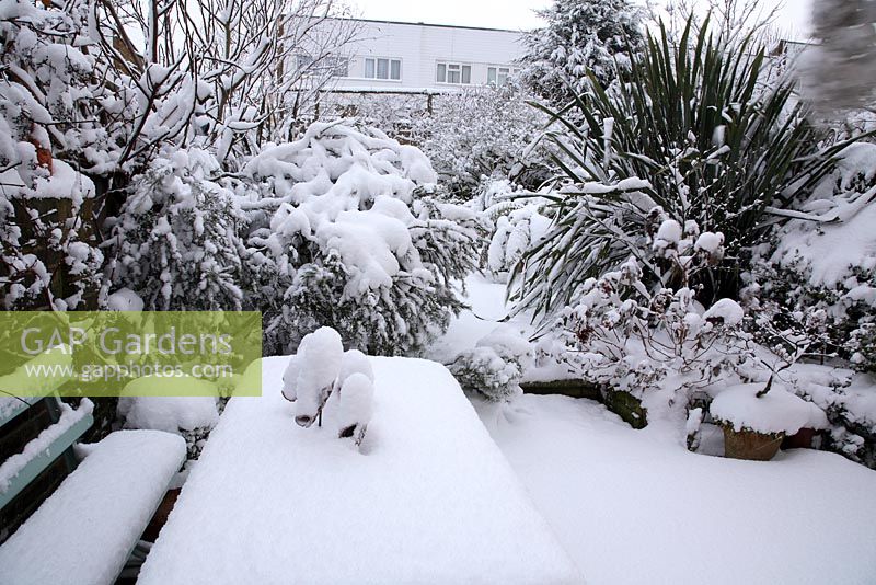 Heavy deep snow in London town garden - View over table to Phormium, Hydrangea, Acer, Rosemary, Dicksonia Antarctica, Callistemon and Syringa.