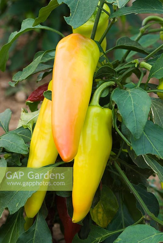 Capsicum annuum 'Hungarian Wax' - Chilli Pepper