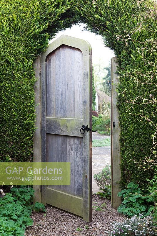 Open timber garden gate in conifer hedge - Swallow Hayes, Shropshire
