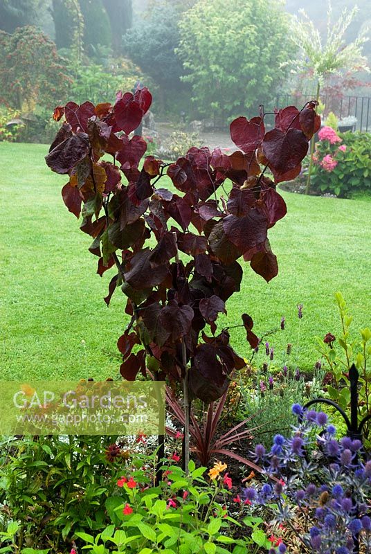 Late summer border with Cercis canadensis 'Forest Pansy'