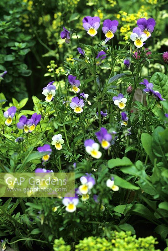Viola tricolor - Wild Pansy