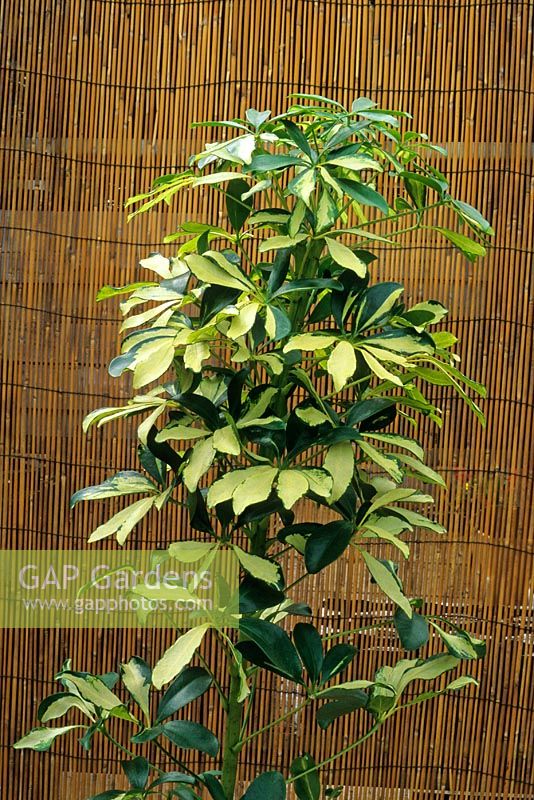 Schefflera arboricola 'Gold Capella' - Umbrella Tree