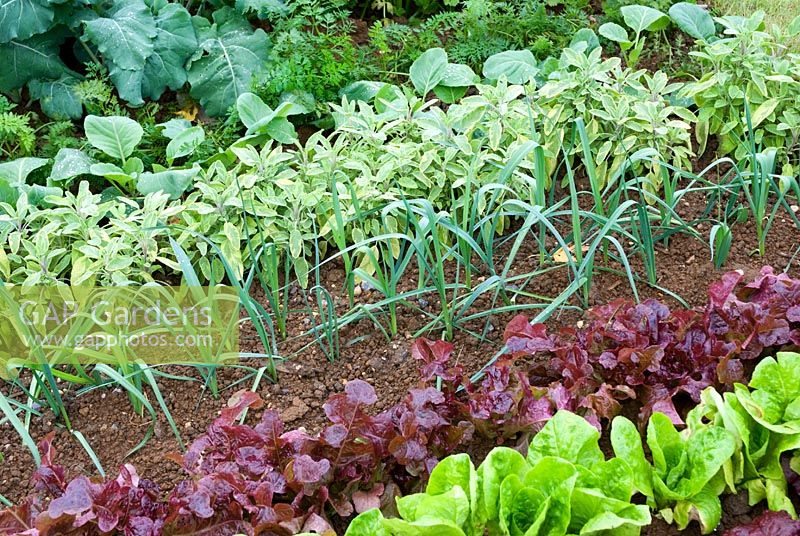 Rows of vegetables and herbs including Salad Leaf, Lettuce, Leeks and Sage