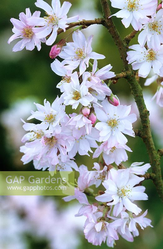 Prunus x subhirtella 'Autumnalis' - Winter flowering cherry