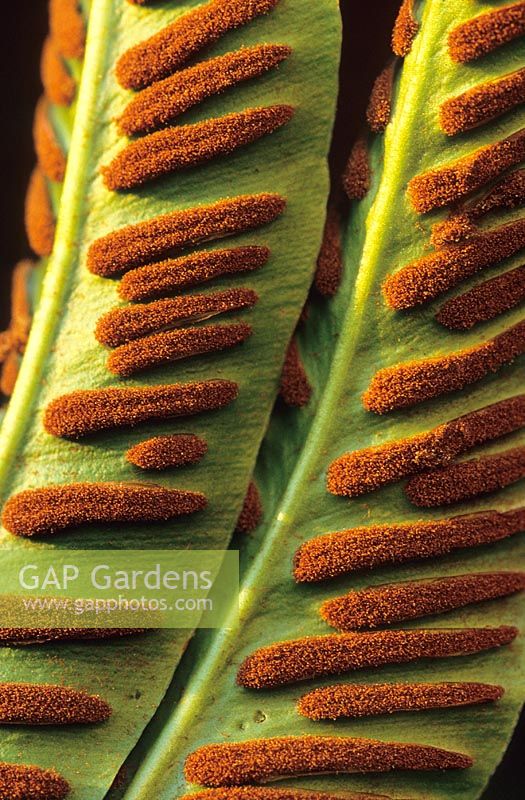 Fern spores on the underside of Asplenium scolopendrium - Hart's Tongue fern