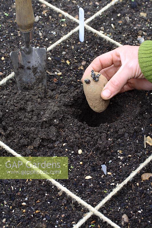 Planting chitted potatoes 'Wilja' in beds designed for square foot gardening