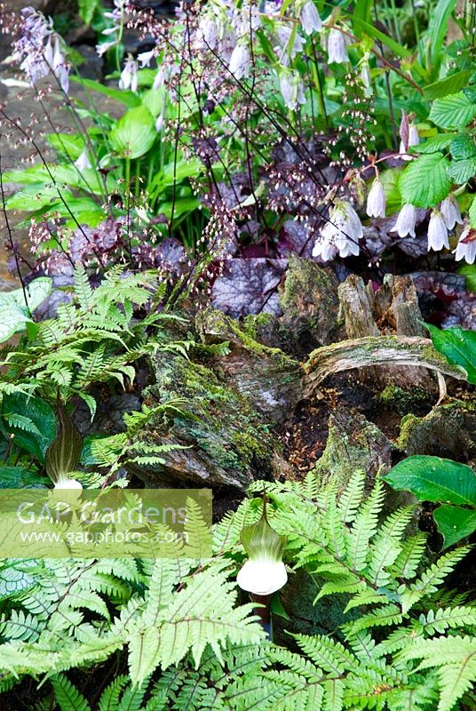 Heucheras and ferns in The Natural Shade Garden - RHS Hampton Court Flower Show 2008