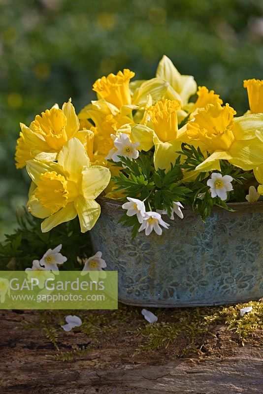 Metal container with daffodils from garden standing on an old log with moss