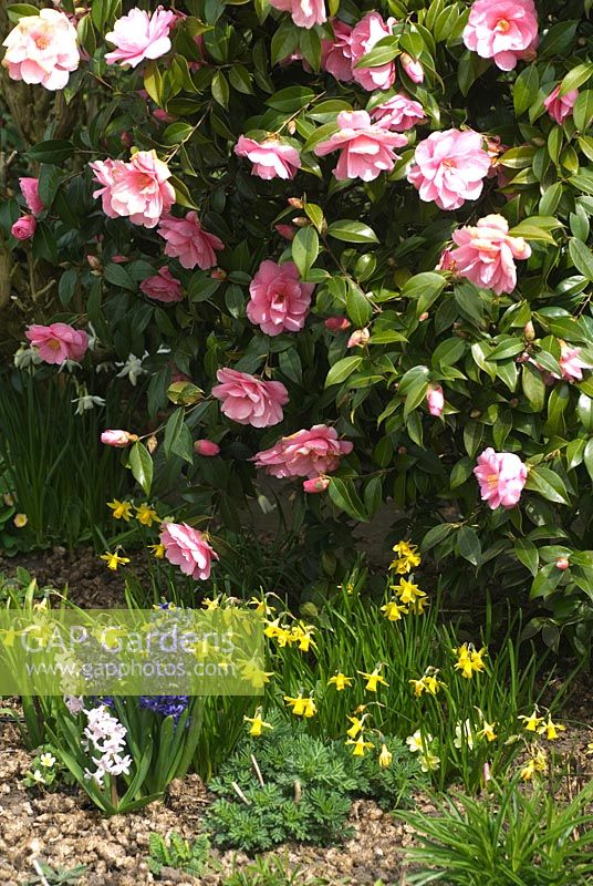 Camellia x williamsii 'Donation', Narcissus 'Tete a Tete' and Hyacinthus 