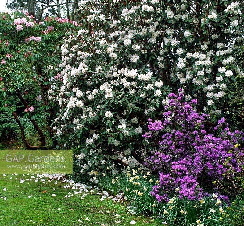 Rhododendron 'Loderi', Rhododendron 'Sir Charles Lemon', Azalea and Narcissus 'Bernardino' 