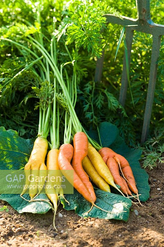 Misshapen carrots
