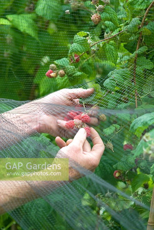 Picking raspberries under bird netting