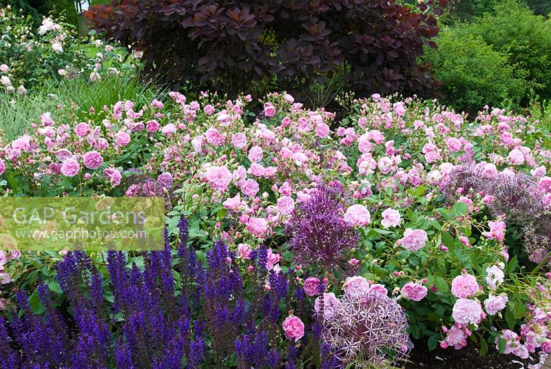 Rosa 'Harlow Carr', Salvia and Alliums - RHS Harlow Carr