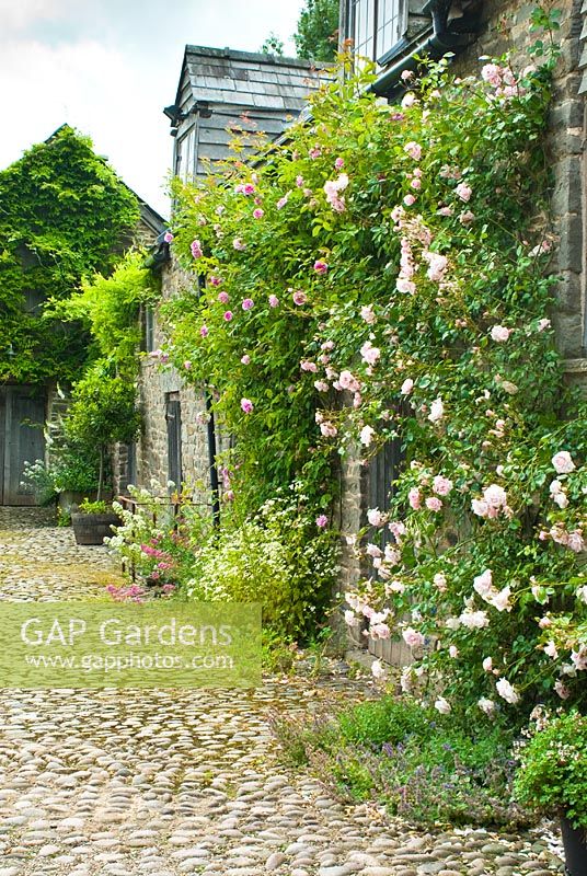 Rosa 'New Dawn' and Rosa 'Blairi No 2' growing on old buildings in cobbled yard