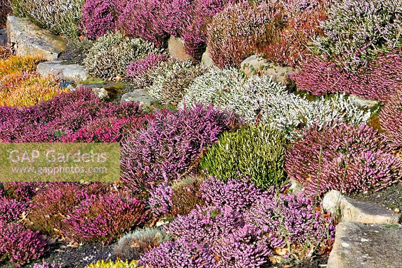 Massed winter heathers at RHS Harlow Carr with Erica carnea 'Golden Starlet' at centre