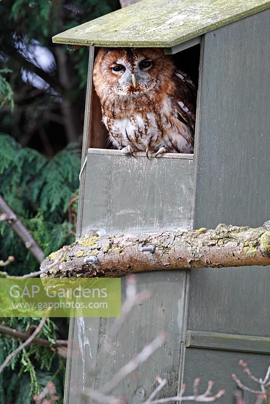 Strix aluco - Tawny owl in nesting box