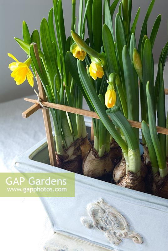Narcissus 'Tete a Tete' in container supported by chopsticks - Homemade Spring decoration