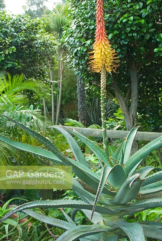 Aloe africana - Abbotsbury Subtropical Gardens, Dorset