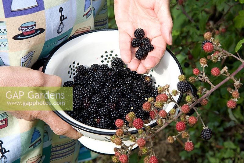 Collecting wild blackberries 