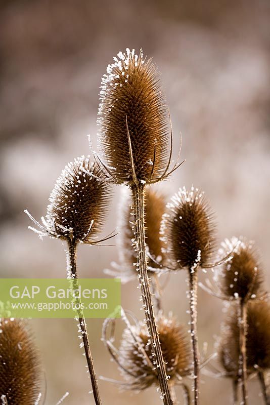 Dipsacus fullonum with frost