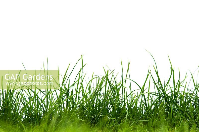 Grass against a white background