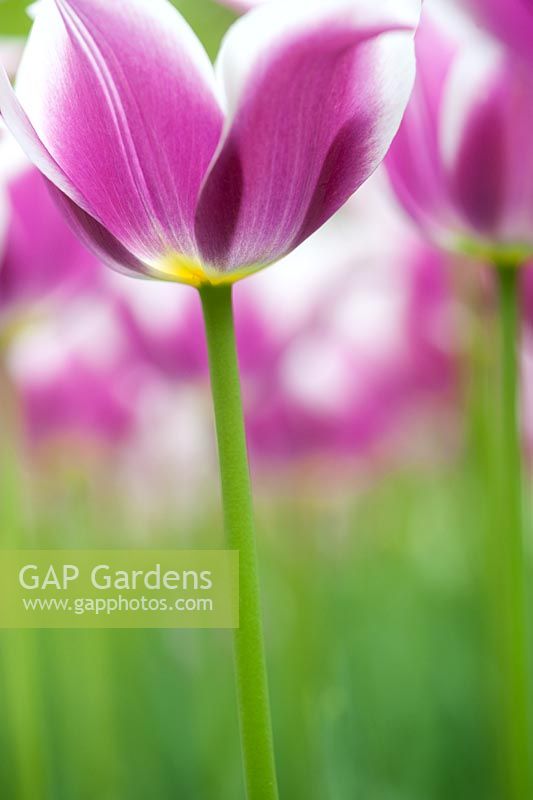 Tulipa 'Ballade' - Lily flowered Tulip