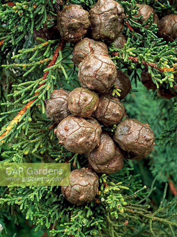 Cupressus macrocarpa - Monterey Cypress cones